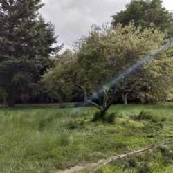Photo of tree in field