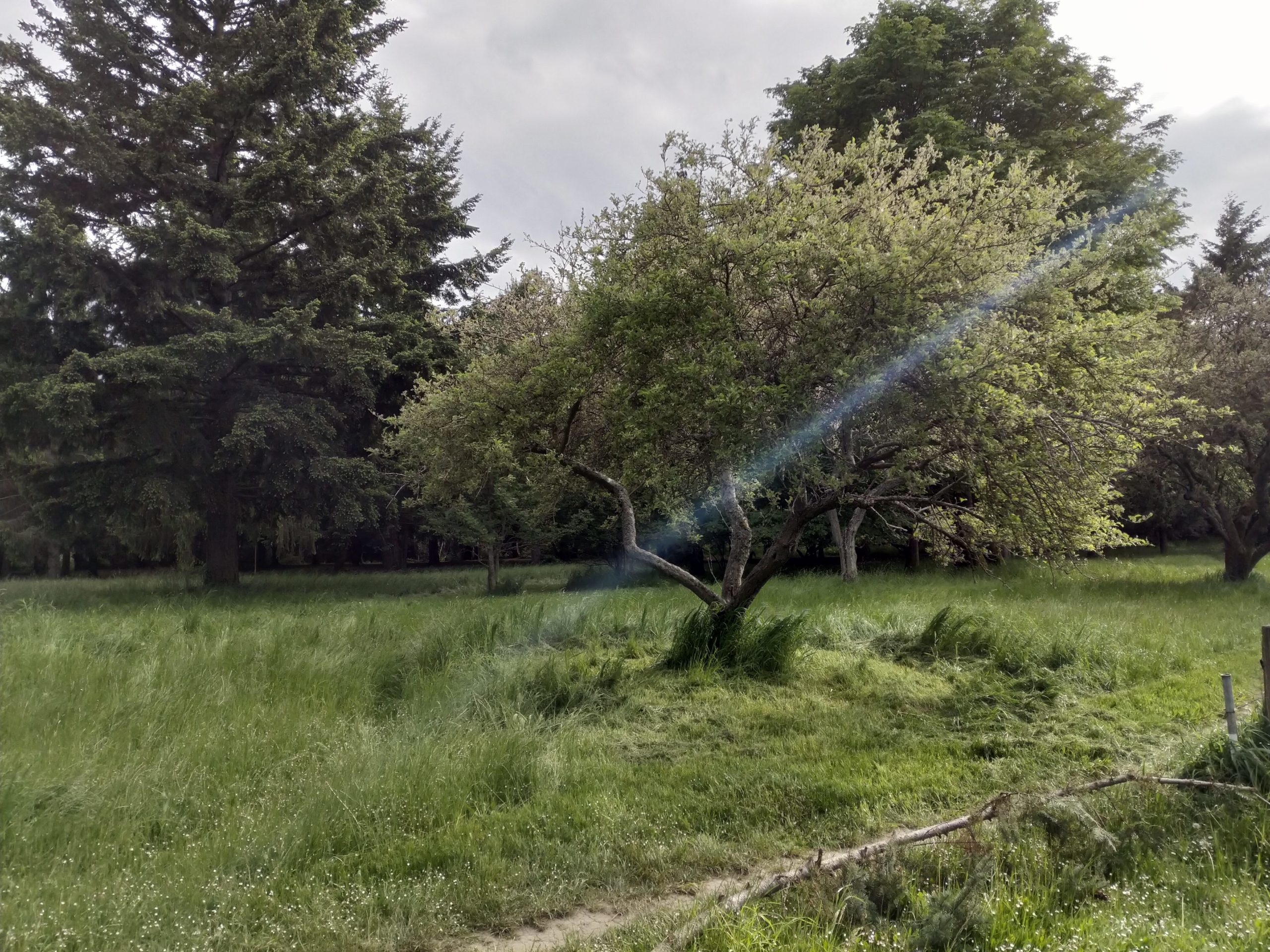Photo of tree in field